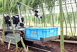 アスパラガスをロボットで収穫